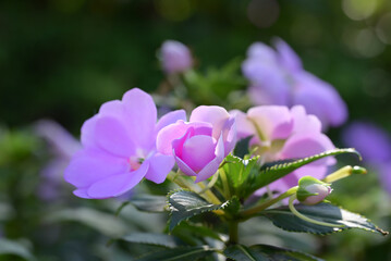 Close-up of a purple impatiens flower, surrounded by dark green leaves in a lush garden setting.