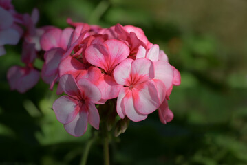 Obraz premium Close-up of soft pink geranium flowers clustered together, glowing in sunlight against a blurred green garden background.