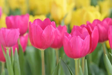 Fotobehang Roze Close-up of a vibrant pink tulip in bloom, standing among soft yellow tulips with a gently blurred garden background.  © nooumaporn