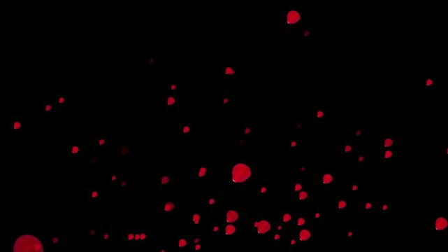 4k abstract  beautiful red rose flying on the black background