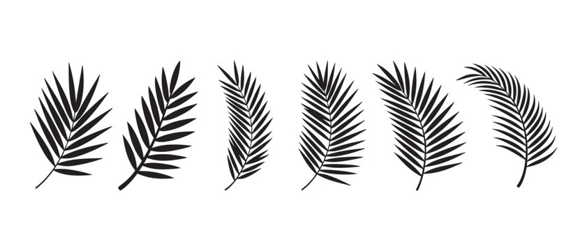 Black silhouettes of various palm leaves isolated on a white background for design.
