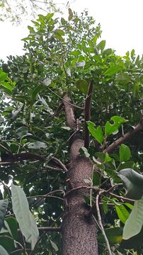 Black Zapote tree leaves swaying in the breeze