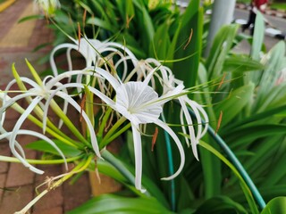 spyder lilly flower in white 
