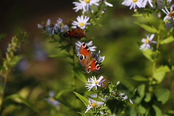 花の蜜を吸う蝶 © Mono_Nature