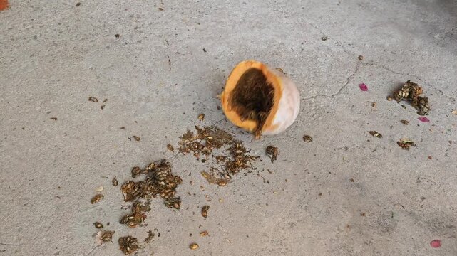 Smashing pumpkin on the floor to collect pieces
