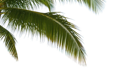 Fototapeta premium A close-up of palm leaves against a black background silhouette