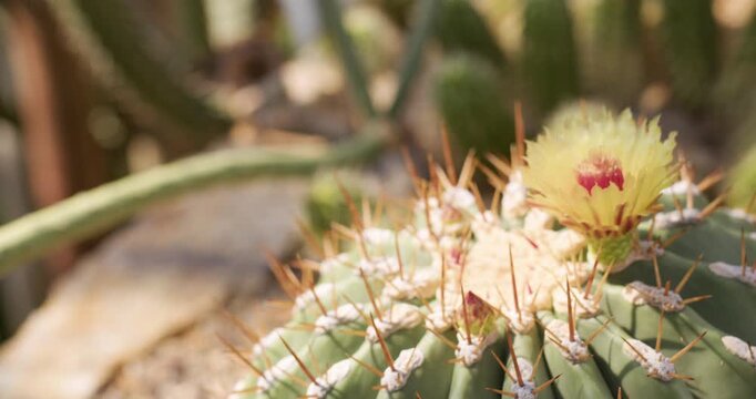Extreme macro of cactus spines with pink flower bud blooming from green areoles, warm bokeh, botanical detail, nature beauty