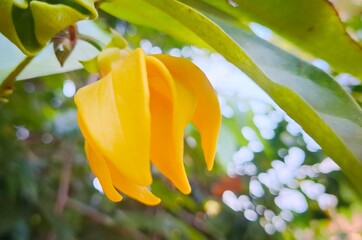 Ylang-Ylang in Bloom: A close-up captures the beauty of a single, vibrant yellow Ylang-Ylang flower amidst lush green leaves, its petals delicately unfurling, a symbol of serenity and natural beauty.