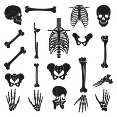 vector illustration set of bone silhouettes on white background
