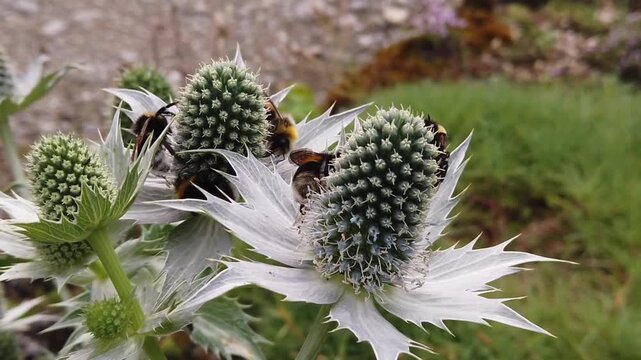 Several bumblebees foraging on spherical eryngium flowers