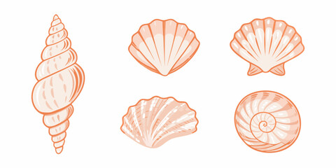 A collection of delicate peach colored seashells arranged on a white background © Tithi