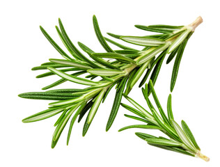 Fototapeta premium Elegant Macro of Fresh Rosemary Sprigs on Black Background Evoking Natural Vitality, Culinary Inspiration and Wellness