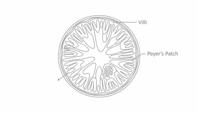 Cross-section of intestine showing villi and Peyer's patch, anatomical illustration