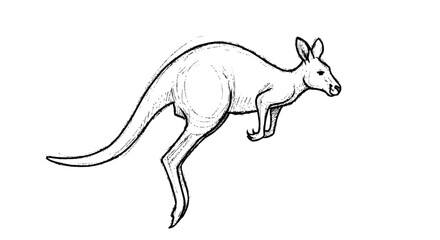 Fototapeta premium Kangaroo Illustration Simple Line Art Style.