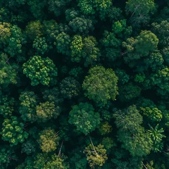 Emerald Canopy: Aerial View of a Lush Forest. © Thuy