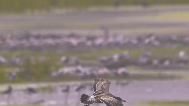 Belcher's gull flying close view over wetland with migratory gulls, Pantanos de Villa, Peru