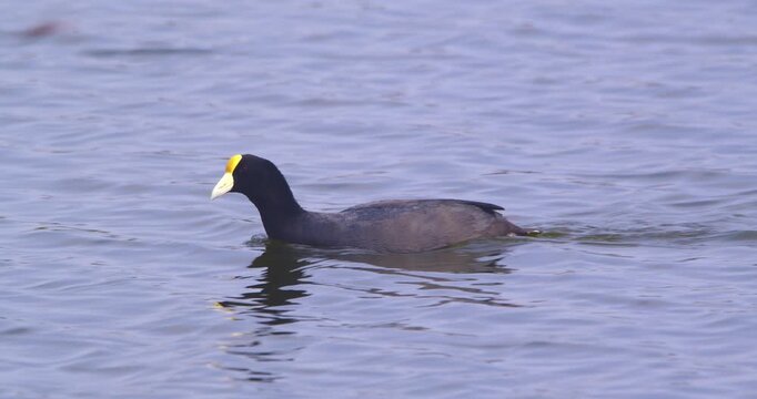 Slate-colored coot swimming across frame on wetland water, Pantanos de Villa, Peru