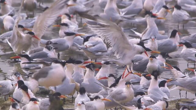 Elegant tern taking off and landing among tern flock, Pantanos de Villa, Peru