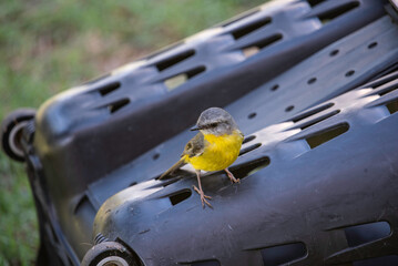 Eastern Yellow Robin close up © CJO Photography