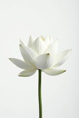 Fototapeta premium Close-up of minimalist white lotus; stark contrast against white , minimal, high resolution, contrast