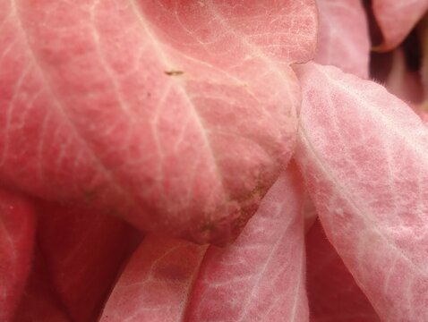 A selective focus, close-up shot of beautiful pink Mussaenda flowers in full bloom, surrounded by lush green leaves. This popular ornamental shrub, also known as the "Queen of the Philippines" or Asha