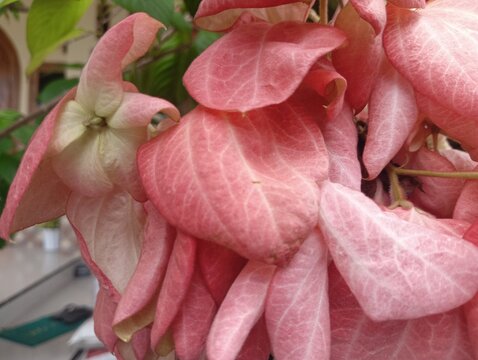 A selective focus, close-up shot of beautiful pink Mussaenda flowers in full bloom, surrounded by lush green leaves. This popular ornamental shrub, also known as the "Queen of the Philippines" or Asha