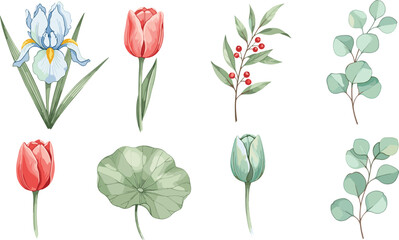 Watercolor botanical vector set with iris tulip eucalyptus leaves and berries isolated on white background floral illustration © Rayhan