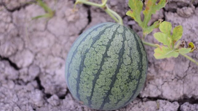 Thung Ao Watermelons  in Surat Thani specialty, 