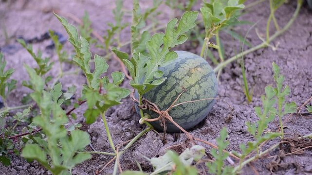 Thung Ao Watermelons  in Surat Thani specialty, 
