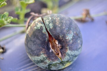 Watermelon fruit rot/black rot