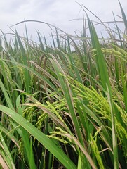 Fototapeta premium Close-up of rice sheath blight disease (Rhizoctonia solani) on a rice plant leaf in a field. Watermark-like lesions on the leaf sheath indicate a severe fungal infection that can cause significant yie