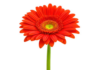A vibrant red gerbera daisy flower with a bright yellow center against a white background. isolated on transparent background