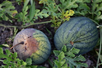 Watermelon fruit rot/black rot
