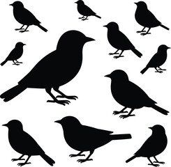 Obraz premium Black bird silhouette set in various poses isolated on white background, detailed small songbird vector illustration collection for wildlife, nature, and graphic design projects