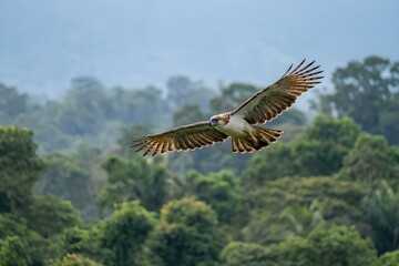 Fototapeta premium osprey in flight