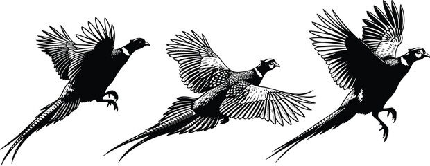 Black and white pheasant bird silhouette collection featuring flying game birds in various poses isolated on white background cad drawing flat vector illustration © Riya