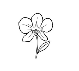Fototapeta premium orchid digital drawing illustration isolated
