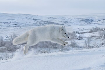 Fototapeta premium fox in the snow