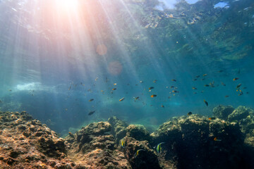 Bright sun rays shine through clear ocean water, illuminating diverse schools of fish swimming near a detailed rocky reef structure. This vibrant scene showcases marine life active during daytime © aapsky