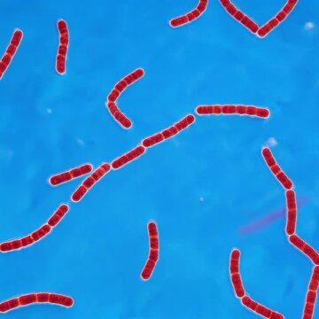 High-resolution, acid-fast stain style image of Mycobacterium tuberculosis, bright red rod-shaped bacilli against blue background, some arranged in cord-like structures
