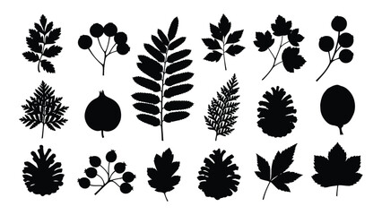A collection of black silhouettes of various leaves and berries on a white background isolated on white background, Vector © SILHUETTECHEMBER