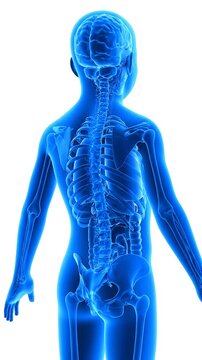 Blue transparent human body showing internal skeleton and organs from side view