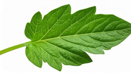 Obraz premium Fresh Tomato Leaf Close Up With Rich Green Color Showing Texture And Details Of Leaf Structure And Veins Isolated On Transparent Background