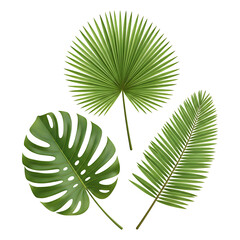 Set of tropical green palm leaves including monstera and fan palm isolated on white background