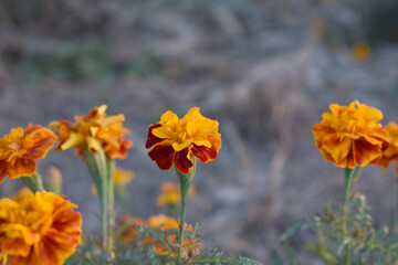 Yellow red french marigold flower blossom in garden, Yellow red french Mari Gold flowers for decorate garden, Close up of beautiful small marigold flower in garden. Marigold flowers bloom in nature