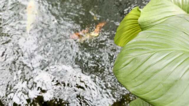 Koi fish pond leaf nature video background