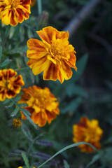 Yellow red french marigold flower blossom in garden, Yellow red french Mari Gold flowers for decorate garden, Close up of beautiful small marigold flower in garden. Marigold flowers bloom in nature