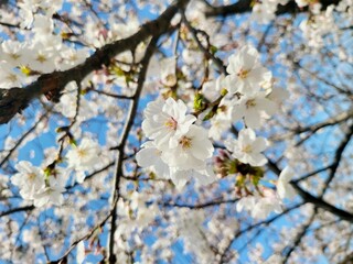 Fototapeta premium cherry tree blossom