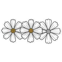 daisy flowers on white