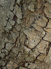 Textura Natural Corteza De &Aacute;rbol Textura org&aacute;nica detallada natural